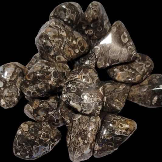 Turritella Agate