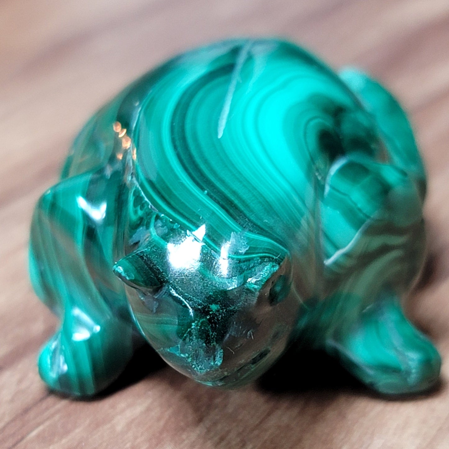 Frog - Malachite (Madagascar)