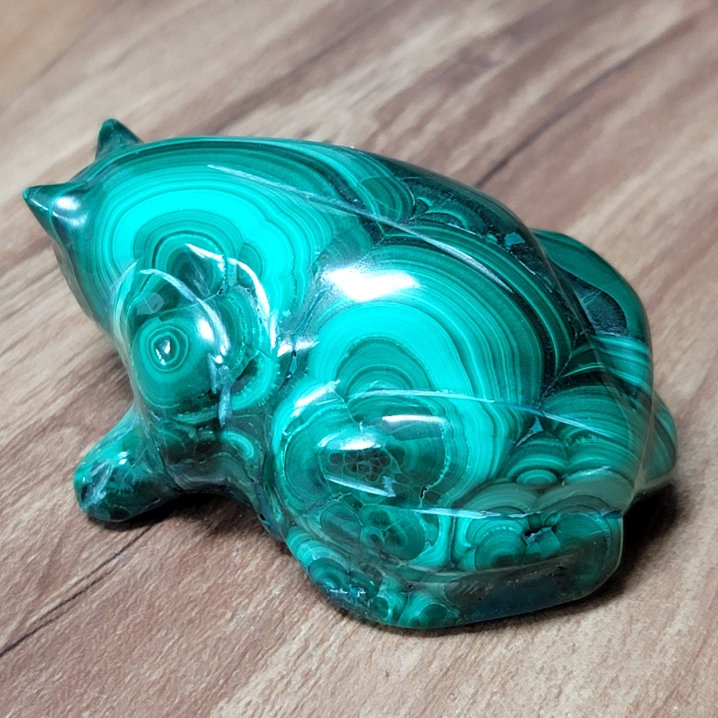 Frog - Malachite (Madagascar)