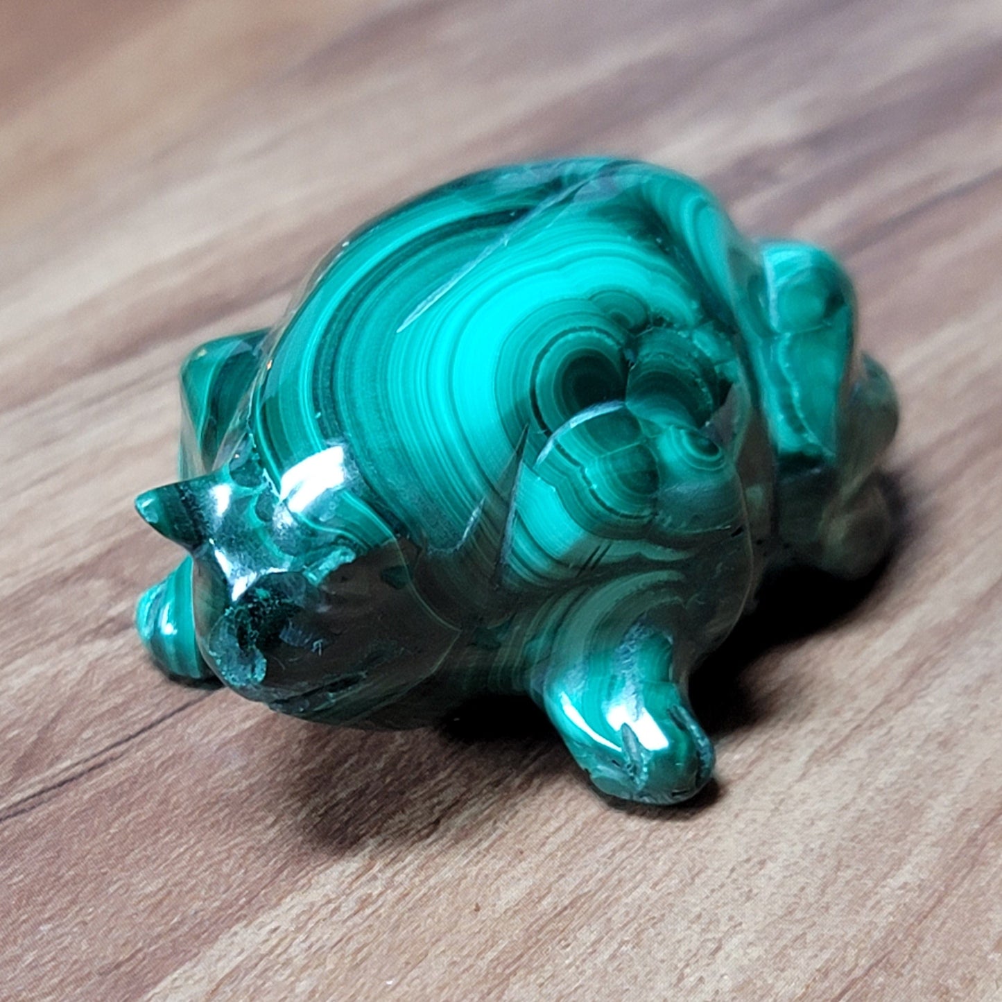 Frog - Malachite (Madagascar)