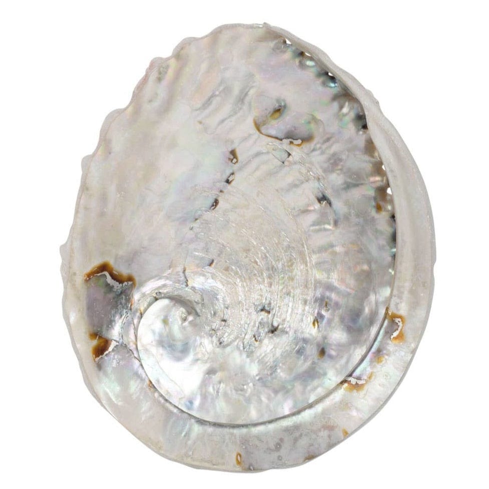 Abalone Shell, 5.5" - 6"